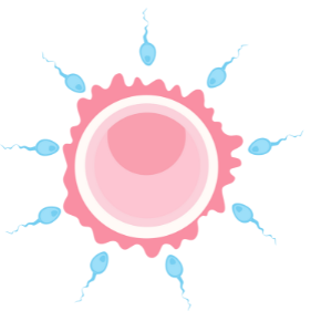 Vitrification of Eggs at the best IVF Center in Patna