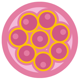 Frozen embryo transfer (FET)